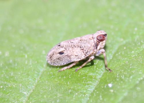 Issus coleoptratus